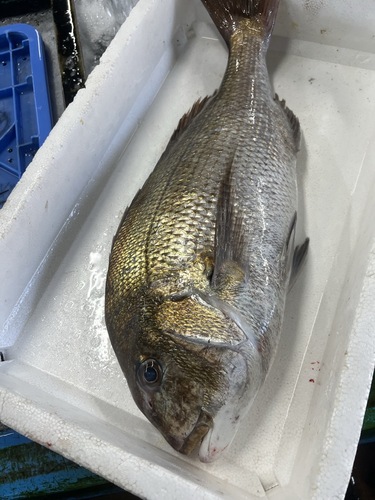 マダイ1入約3.5kg(定置)
