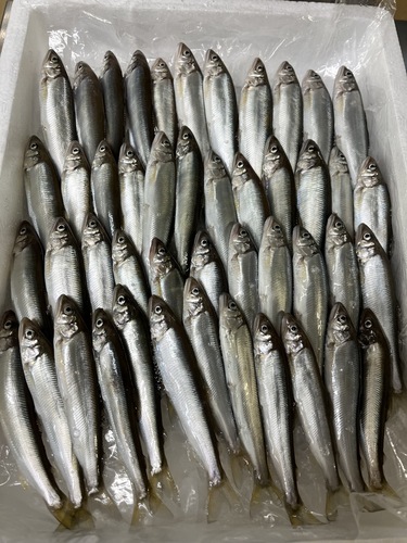 小アユ1尾8〜14グラム前後45入前後45入約0.5kg(養殖)