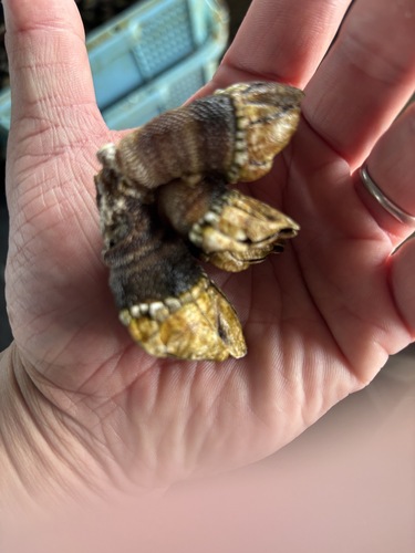 カメノテ約5kg(沿岸)