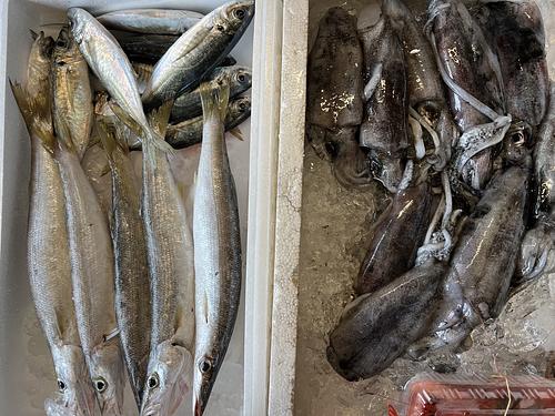 鮮魚BOX約4.8kg(定置)