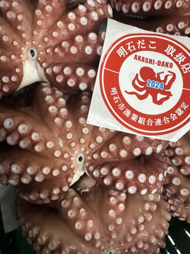 活〆マダコ8〜10入10入約5kg(底曳)