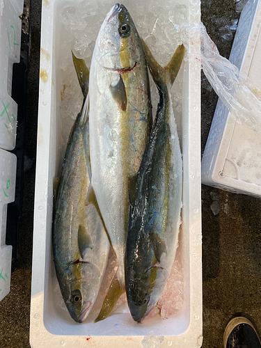 ヒラマサ(釣)