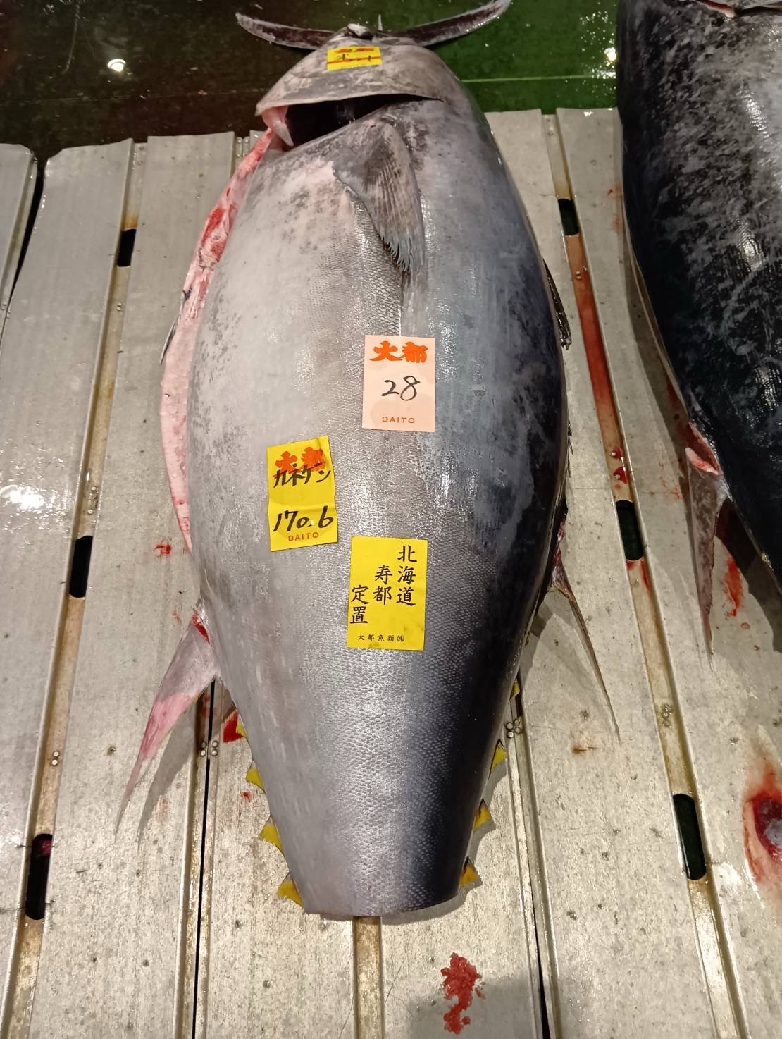 本マグロ(定置)【業務用の鮮魚仕入れならウーオ】