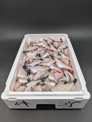 ムキハギ60尾前後約3.5kg(定置)
