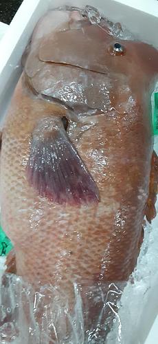 活〆コブダイ約6.7kg(定置)