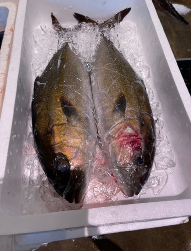カンパチ5キロ台3入約5kg(定置)