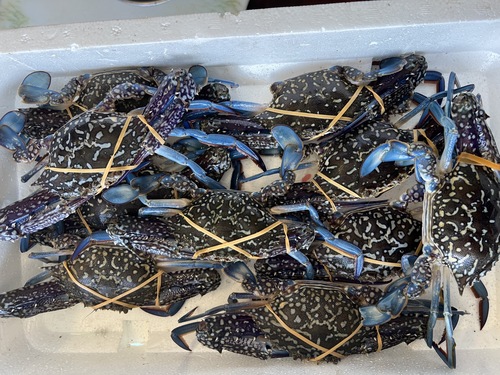 ガザミ10入約2kg(沿岸)