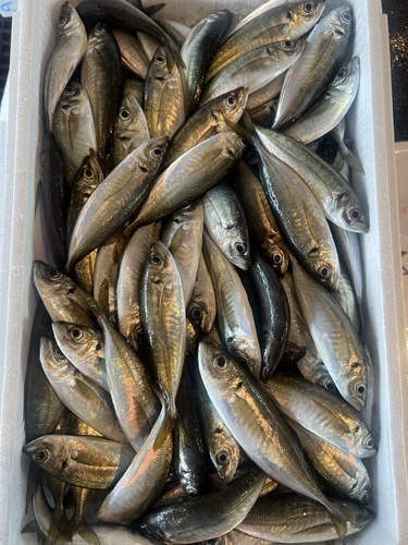 豆アジ約50g前後約7kg(定置)
