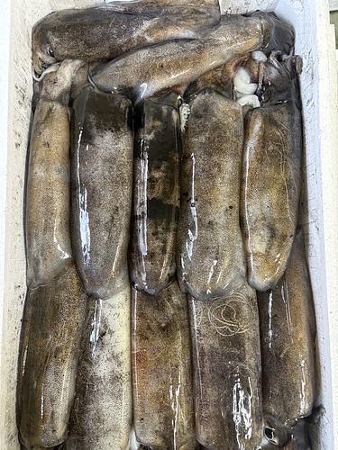 アオリイカ12入約6.4kg(定置)