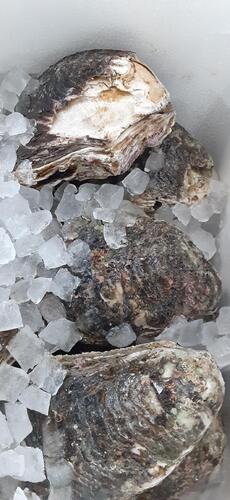 岩ガキ450g前後10入約4.5kg