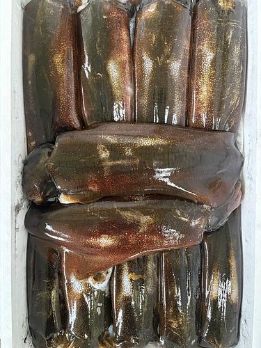 アオリイカ11入約6.7kg(定置)