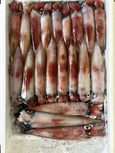 ケンサキイカ2.5立約4kg(釣)