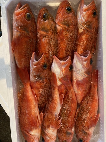 ユメカサゴ11入約5.5kg(釣)