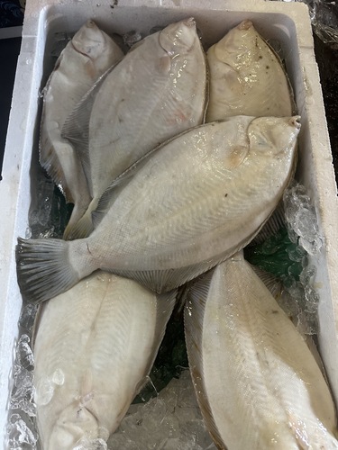 マコガレイ5入約4kg(底曳)