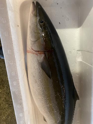 ツムブリ1入約4.6kg(定置)