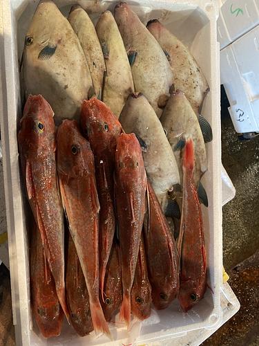 活〆鮮魚BOX17入約6.3kg(底曳)