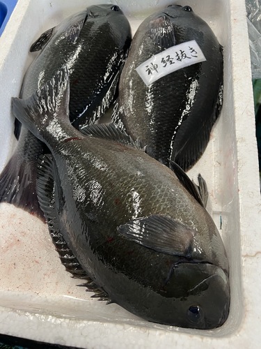 神経〆メジナ3入約3.2kg(釣)