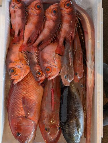 活〆鮮魚BOX14入約4.6kg(釣)