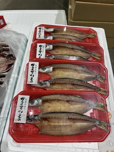 カマス約6.5kg