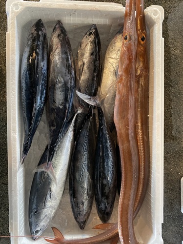 鮮魚BOX10入約7kg(定置)