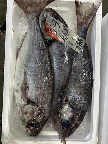 メダイ3入約6kg(刺網)
