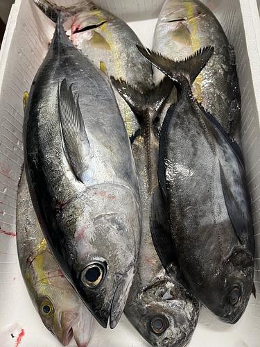鮮魚BOX約7.4kg(定置)