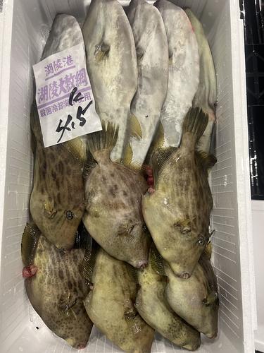 鮮魚BOX約4.5kg(定置)