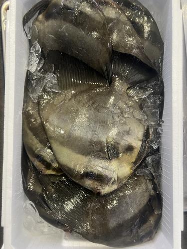ツバメウオ8入約4.5kg(定置)