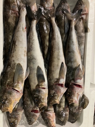 ホッケ14入約5kg(刺網)