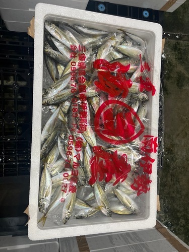 豆アジ80-100g前後約2kg(小網)