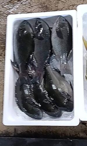 メジナ6/7入　7入約3kg(定置)