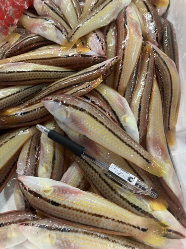 キュウセン約3kg(沿岸)