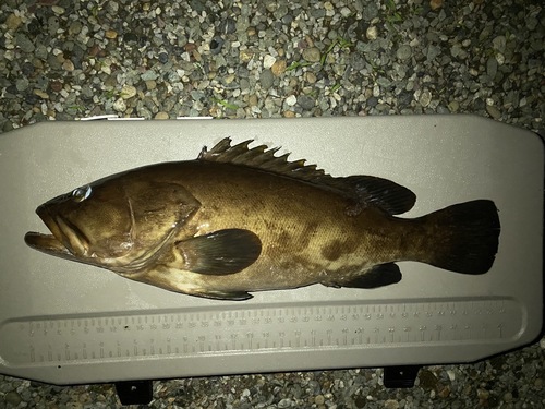 活〆クエ1入約5kg(銛突)