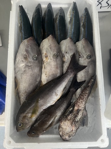 鮮魚BOX約4.6kg(定置)