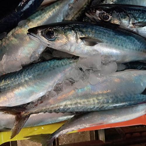 マサバ10入約5kg(巻網)