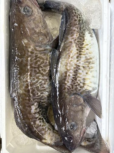 マダラ約4-5kg前後サイズ2入約9.5kg(底曳)