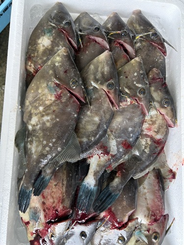 活〆ウマヅラハギ(沿岸)