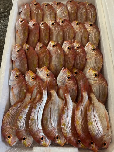 レンコダイ37入約5.5kg(釣)