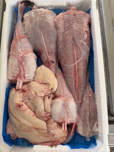 アンコウ（ムキ身）約5.3kg(底曳)