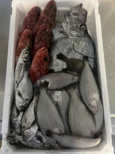 鮮魚BOX約5.5kg(底曳)