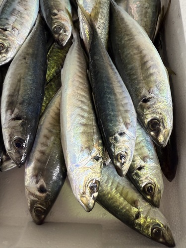 マルアジ約5キロ20尾前後約5kg(定置)