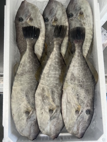 ウスバハギ6入約3.1kg(定置)