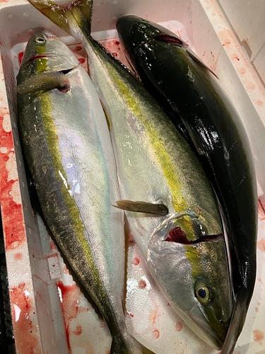 活〆ツバス(釣)