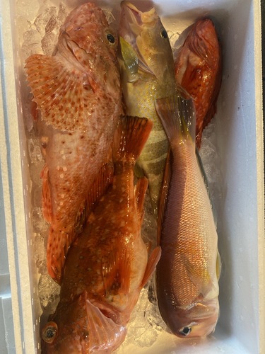 鮮魚BOX5入約2.8kg(釣)