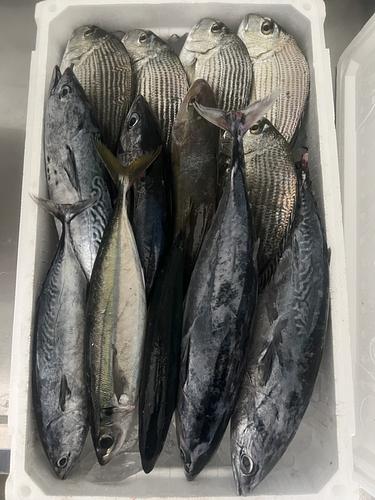 鮮魚BOX約6.8kg(定置)