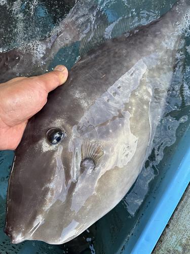 神経〆ウスバハギ4入約6kg(底曳)