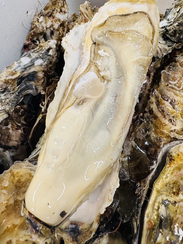 活カキ200gアップ40入約8kg(養殖)
