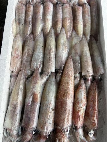 ケンサキイカ23入約3kg(定置)