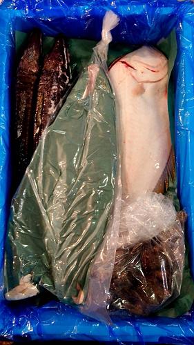 鮮魚BOX約5kg(底曳)