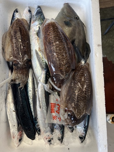 鮮魚BOX約4kg(定置)